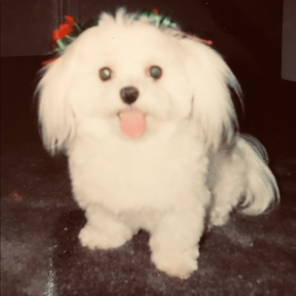 Meet your Posher, Janie - Picture 2 of 16